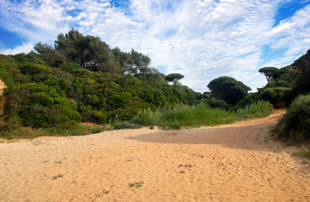 Prados del Conil de La Frontera en el sur de España en primavera. Puedes ver flores y arena de dunas - Foto, Imagen
