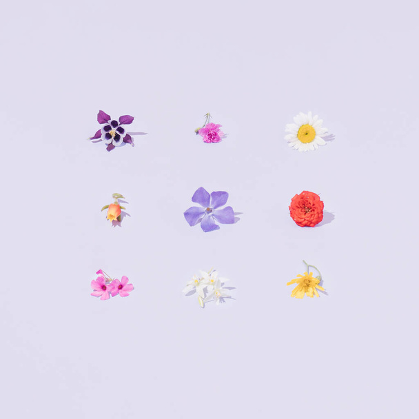 Variante de flores coloridas de primavera ou verão. Fundo púrpura pastel. Padrão de natureza criativa mínima. - Foto, Imagem
