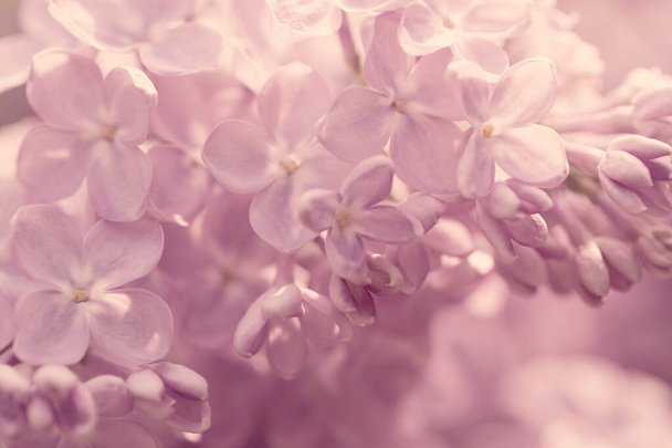 Lila bloemen. Mooie lente achtergrond van bloeiende lila. Selectieve zachte focus, ondiepe scherptediepte. Wazig beeld, lente achtergrond. Paars, lila en wit. - Foto, afbeelding