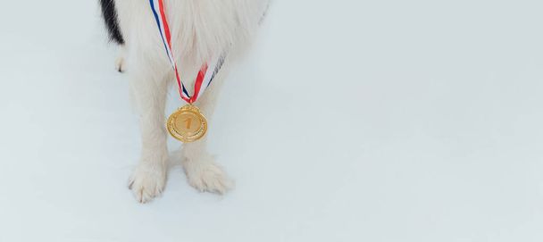 Štěňátko pes pwas border kolie s vítězem nebo šampion zlatá trofej medaile izolované na bílém pozadí. Vítězný pes. Vítězství je první místo v soutěži. Koncept vítězství nebo úspěchu - Fotografie, Obrázek