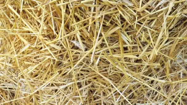 yellow dry straw in the village close-up - Footage, Video