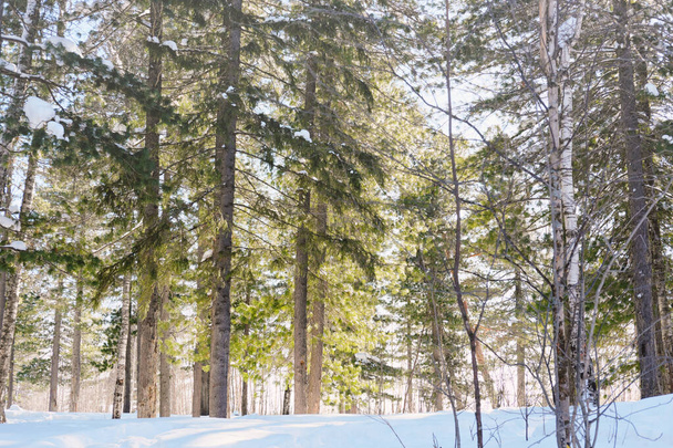 talvi mänty ja setri metsä Siperiassa. Aurinkoa ja lunta. kausiluonteinen loma puu kävely ja raitista ilmaa. - Valokuva, kuva
