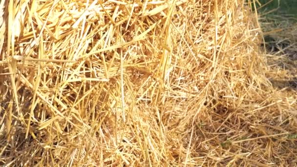 palha seca amarela na aldeia close-up - Filmagem, Vídeo