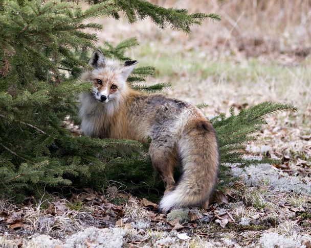 Red Fox close-up profielweergave door een sparren boom in de lente met wazige achtergrond en mos in zijn omgeving en habitat. Fox Afbeelding. Afbeelding. Portret. - Foto, afbeelding