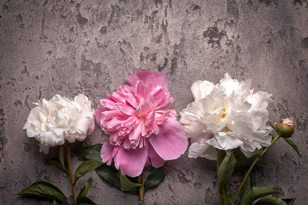 Paionies flowers isolated on grey background. Space for text. - Photo, Image