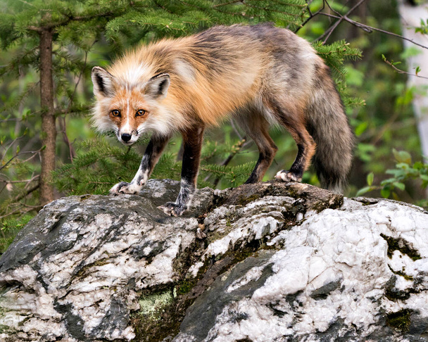 Gros plan du renard roux debout sur une grosse roche avec un fond de forêt de conifères dans son habitat et son environnement. Une photo. Portrait. Fox Image. - Photo, image