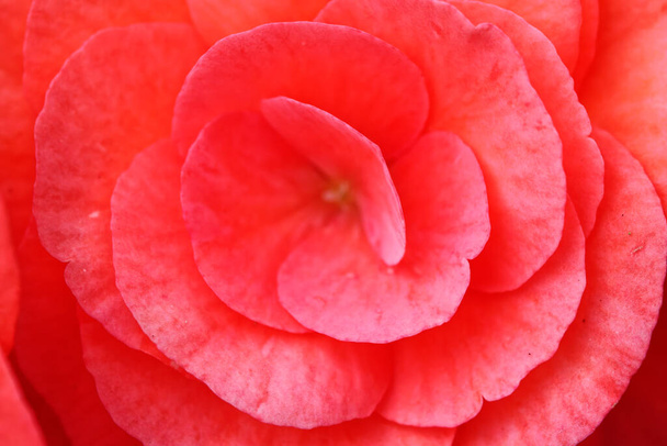 Роуз як веб-сайт краси банер косметичного обкладинки фону
 - Фото, зображення
