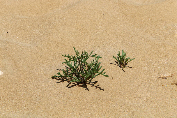 Plantas y flores verdes crecen en la arena en el desierto en el sur de Israel. Verano caliente en Israel.  - Foto, imagen