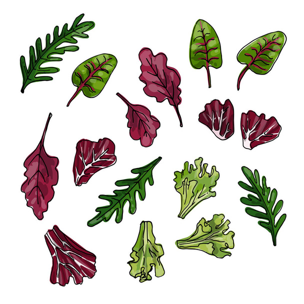 Vector food icons of vegetables. Colored sketch of food products. Iceberg lettuce, romano, chard, lettuce, arugula, radichio - Vector, Image