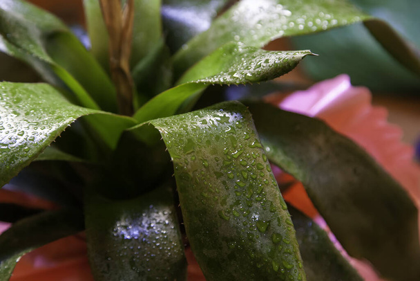 Bitkinin yeşil yaprakları yağmur ve doğa tarafından ıslatılmış. - Fotoğraf, Görsel