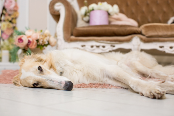 Das Männchen eines erwachsenen beige russischen Windhundes liegt auf dem Boden vor dem Sofa vor dem Hintergrund von Blumensträußen - Foto, Bild