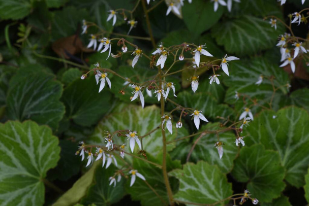 Eper muskátli virágok (Saxifrage stolonifera). Saxifragaceae ehető és gyógynövény. - Fotó, kép
