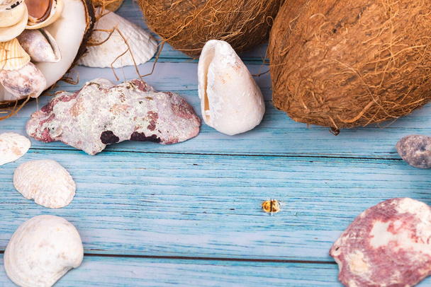 coconuts and seashells on a blue wooden background .Marine theme. - Foto, afbeelding