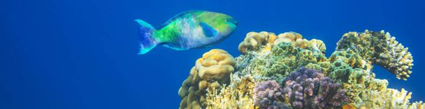 Elävä koralliriutta Punaisellamerellä, Egyptissä. Luonnollinen epätavallinen tausta. - Valokuva, kuva