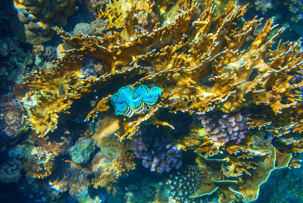 Živý korálový útes v Rudém moři, Egypt. Přirozené neobvyklé pozadí. - Fotografie, Obrázek