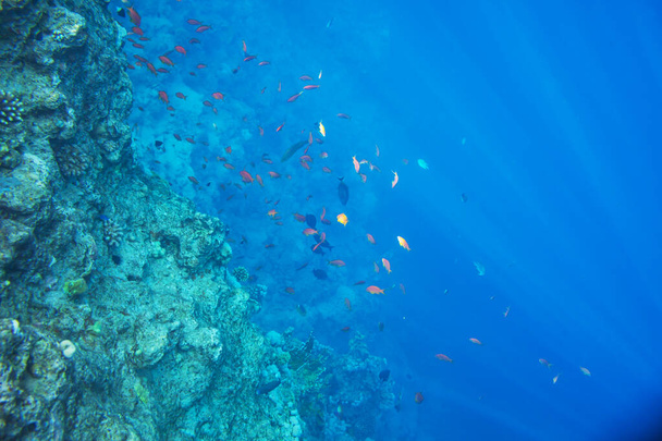 Ζωντανός κοραλλιογενής ύφαλος στην Ερυθρά Θάλασσα. Φυσικό ασυνήθιστο υπόβαθρο. - Φωτογραφία, εικόνα