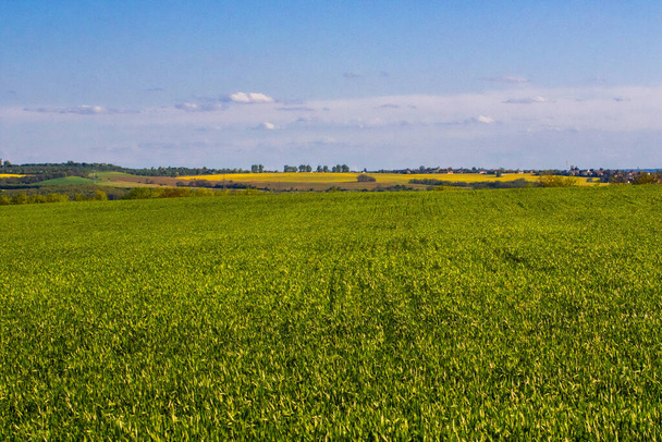 Riesiges grünes Feld, mit blauem Himmel im Hintergrund - Foto, Bild