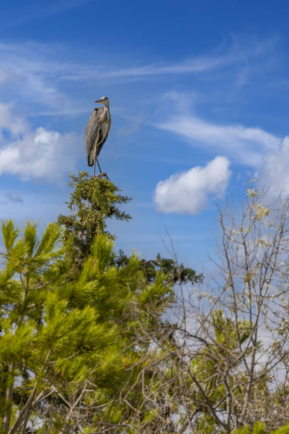 Gray heron in Parco Naturale della Maremma, Toszkána, Olaszország - Fotó, kép
