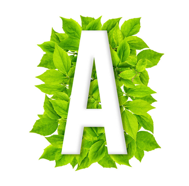 Letter A with green leaves background. ABC floral alphabe - Foto, imagen