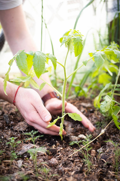 湿った地面にトマトの苗を植える。農家の手植物トマトの苗  - 写真・画像