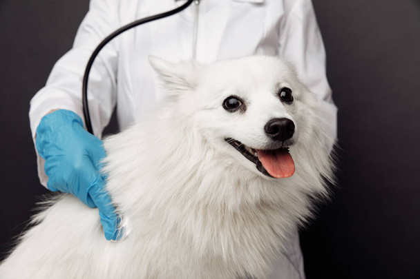 Veterinarian with stethoscope cheks the white dog on table in vet clinic close-up. Pet care theme - Fotoğraf, Görsel