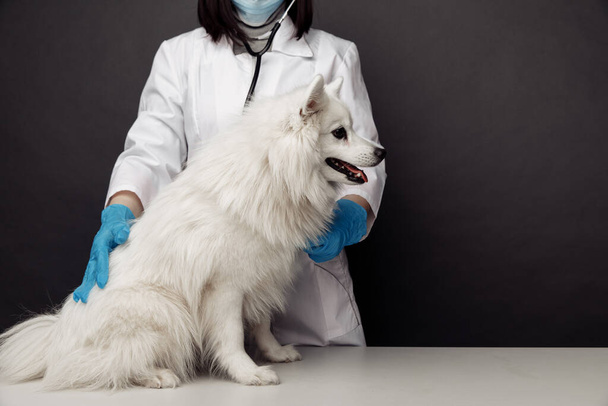 Κτηνίατρος με στολή ελέγχει το σκυλί κάθεται σε κτηνιατρικό τραπέζι σε γκρι φόντο - Φωτογραφία, εικόνα