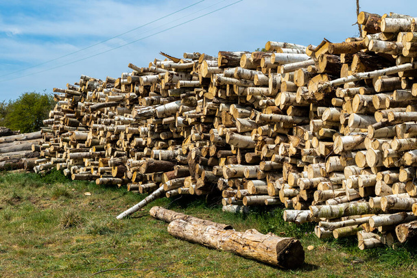 Σωρευμένα κορμοί ξυλείας και κορμοί δέντρων που έχουν υλοτομηθεί για σκοπούς διατήρησης - Φωτογραφία, εικόνα