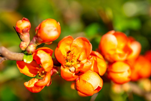 Orange color flowers of blooming bush of quince in the garden, springtime - Photo, Image