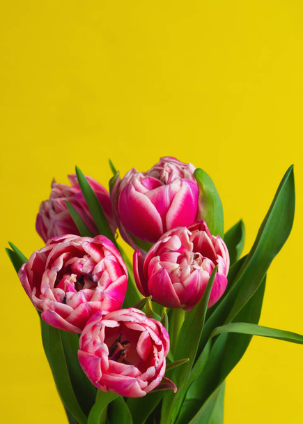 csokor rózsaszín tulipán sárga alapon - Fotó, kép