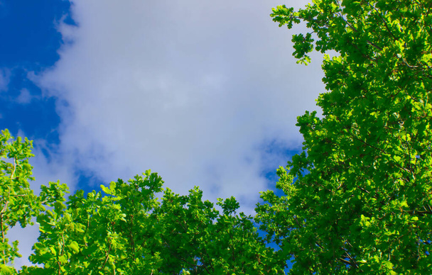 Green branches on a background of blue sky. Copy space. Natural wallpaper. - Foto, imagen