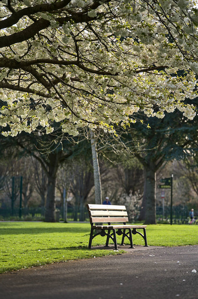 Hermosa vista vertical de primavera de un solo banco junto al delicado cerezo blanco (Prunus Shogetsu Oku Miyako) florece árbol con flores en Herbert Park, Dublín, Irlanda. Enfoque suave y selectivo - Foto, Imagen