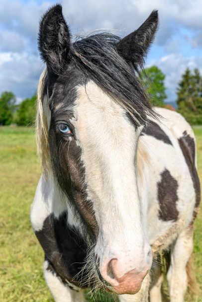 Retrato de un caballo de mazorca irlandés con ojos azules. Pastos de la campiña francesa en primavera. - Foto, imagen