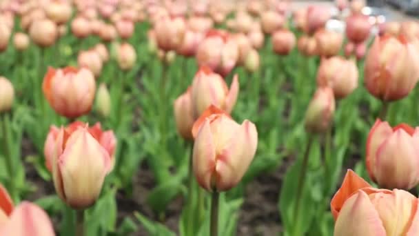 Finom rózsaszín Tulipán Virágok Virágos természet háttér. - Felvétel, videó