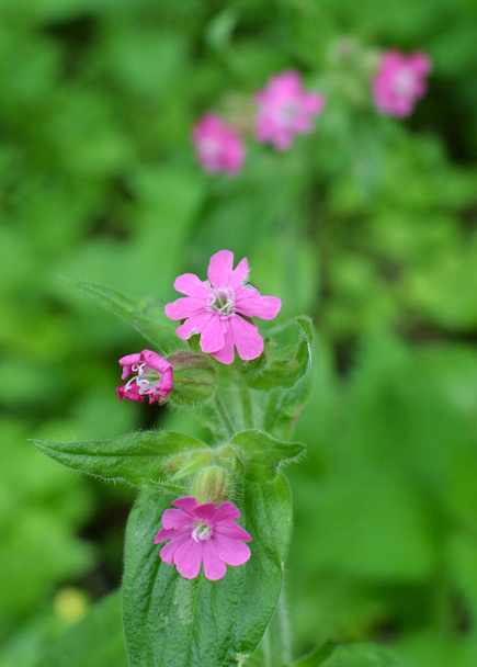 Silene dioica grows in the spring in the wild - Photo, Image