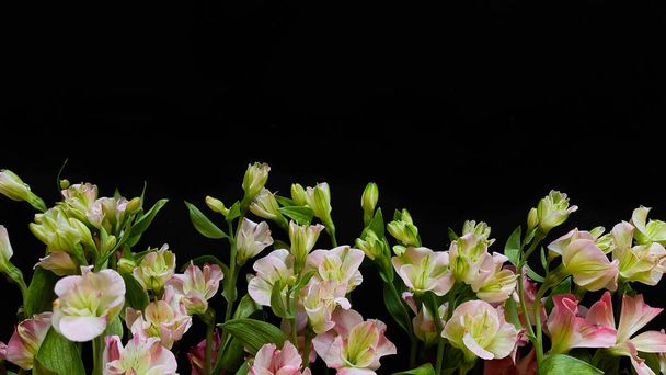 Σύνθεση λουλουδιών. Σκελετός από ροζ λουλούδια alstroemeria σε μαύρο φόντο. Ημέρα του γάμου, Ημέρα της Μητέρας και Ημέρα της Γυναίκας έννοια. Επίπεδο lay, πάνω όψη. - Φωτογραφία, εικόνα