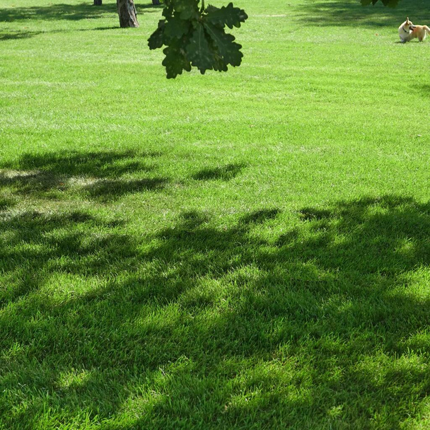 Patio jardín parque sombra césped fresco verde fondo o textura. Enfoque selectivo. - Foto, Imagen