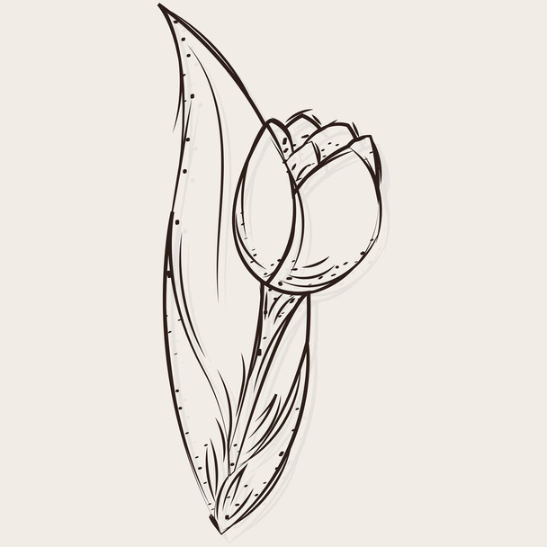 Sketch of a rose flower - Vetor, Imagem