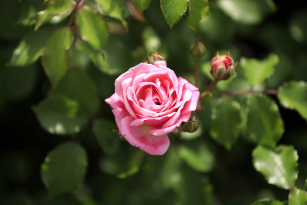 シングルピンクのバラが日本で - 写真・画像