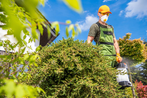 Profesjonalny ogrodnik spryskiwanie ogród Fungicides zabić grzyby pasożytnicze w jego klientów Ogród podwórkowy.  - Zdjęcie, obraz