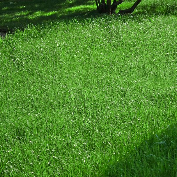裏庭シャディ新鮮な芝生の背景テクスチャ。ローンを巻き込んだ。カントリーガーデンまたは公園緑の明るい草。木の影の背景。芝生や休憩エリアにピクニック家族の場所。フォーカス選択. - 写真・画像