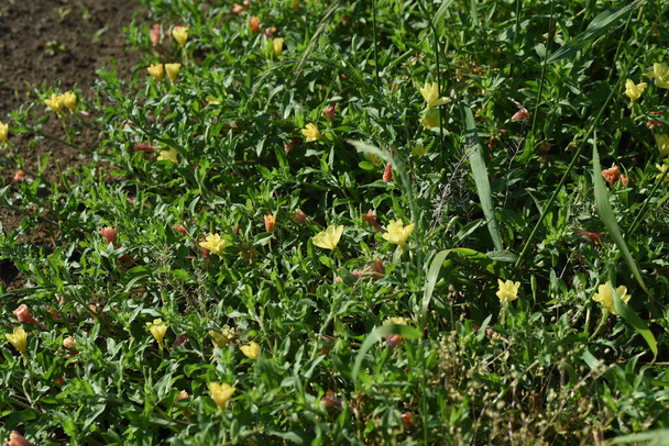 Cutleaf eveningprimrose flowers. Onagraceae perennial plant. - Photo, Image