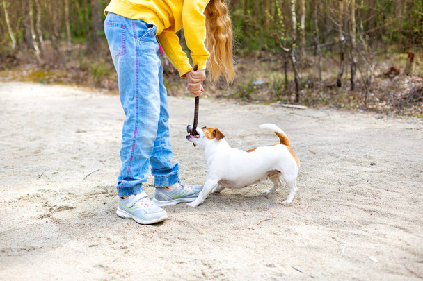A girl plays with a stick with a dog in the park on the sandy path in summer. - Фото, зображення