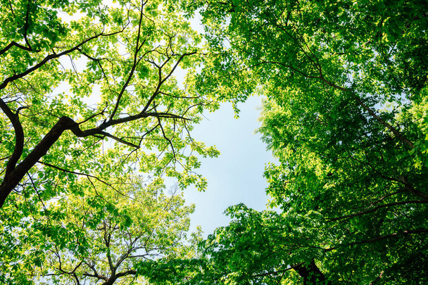 Verse groene bomen op de Jogyesan berg in Suncheon, Korea - Foto, afbeelding