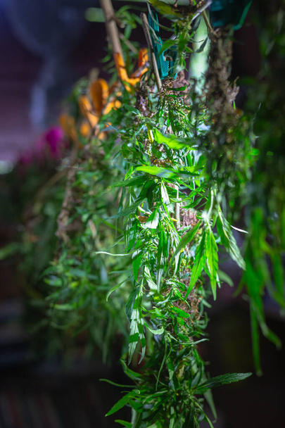 Flores cortadas y semillas de cannabis en cestas para secar - Foto, imagen