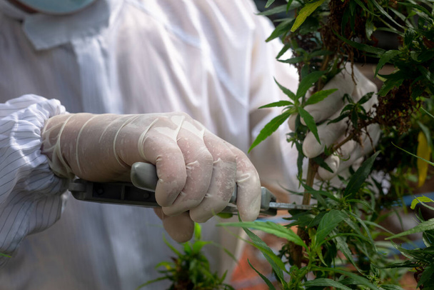 当局はCBDを抽出するために成熟した麻の花や種子を収穫しています - 写真・画像
