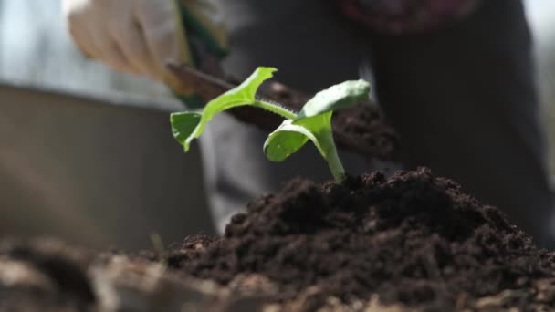 sol de jardinier fertiliser près de jeunes pousses, application de sol fertile avec humus compost, engrais organique pour le jardin, travaux saisonniers, vue arrière rapprochée, ralenti - Séquence, vidéo