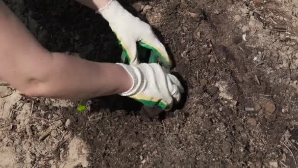 landbouwer plant zorgvuldig pompoen of courgette zaailing in de voorbereide grond, organische tuinieren en voorjaarswerk op de boerderij, van dichtbij bekijken - Video