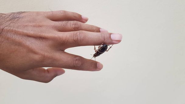 人間の手の指を這う茶色のゴキブリ. - 写真・画像