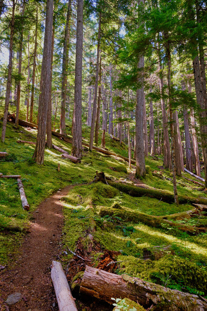 Szűk ösvény kanyarog felfelé tűlevelű erdők gazdag zöld aljnövényzet moha, páfrány és zuzmó. Flower Ridge Trail, Strathcona Tartományi Park, Vancouver Island, BC, Kanada - Fotó, kép