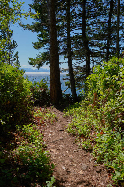 Forested trail around Iron Mine Bay in East Sooke Regional Park, BC leads to views across the Strait of Juan de Fuca to Washington State's Olympic Mountains - Foto, Imagem